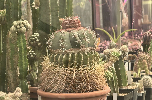 ����������� ������